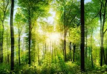 güneş ışığı ve canlı orman…